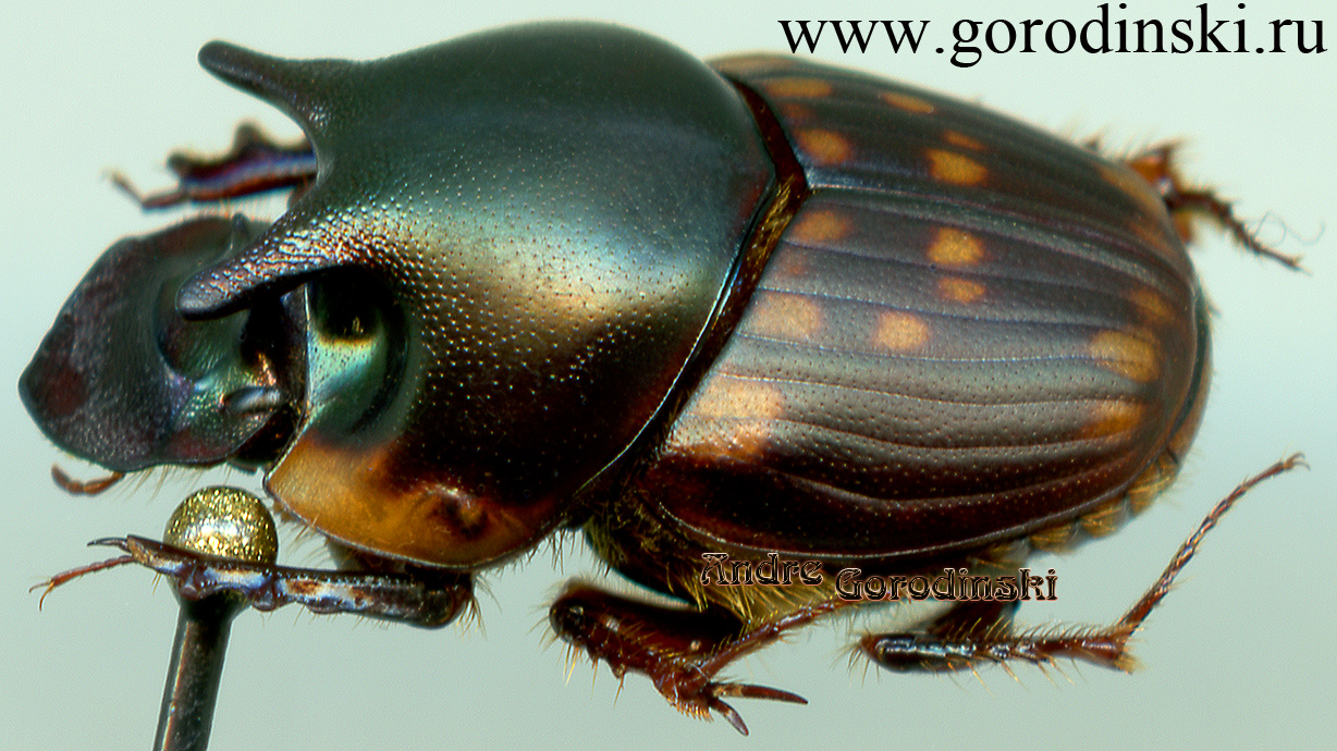 http://www.gorodinski.ru/copr/Onthophagus seniculus.jpg